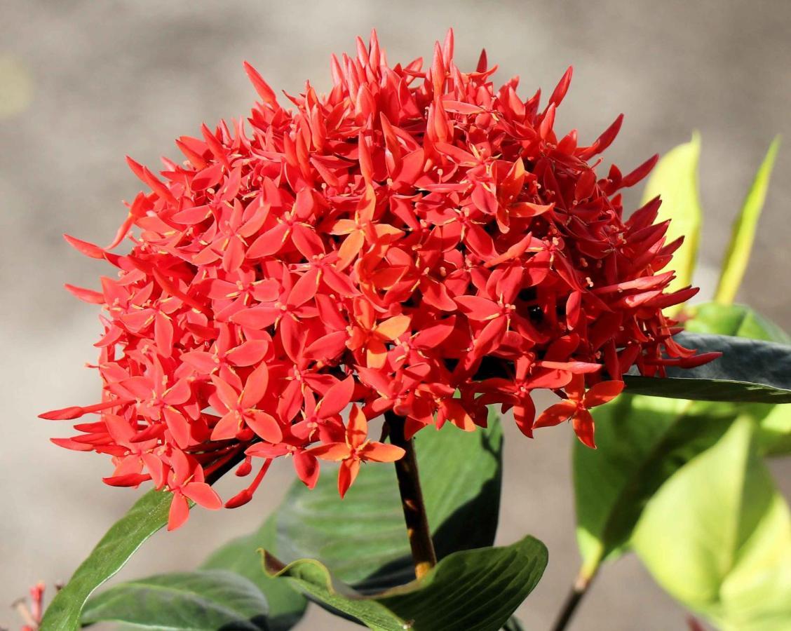 فندق سييستا Morne Rouge المظهر الخارجي الصورة
